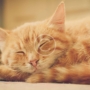 3 Ways to Naturally Reduce Hairballs